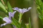 Wing-angle loosestrife